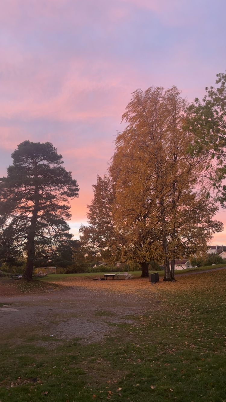 En gruppe trær i en park En gruppe trær i en park